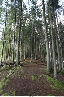 Photo Reference of Background Forest